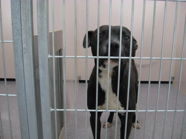 Other Photos of thie Dog