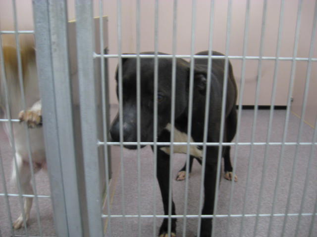 Other Photos of thie Dog