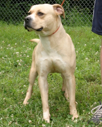 Other Photos of thie Dog