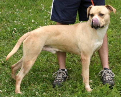 Other Photos of thie Dog