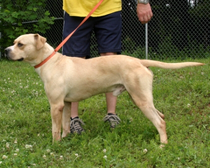 Other Photos of thie Dog