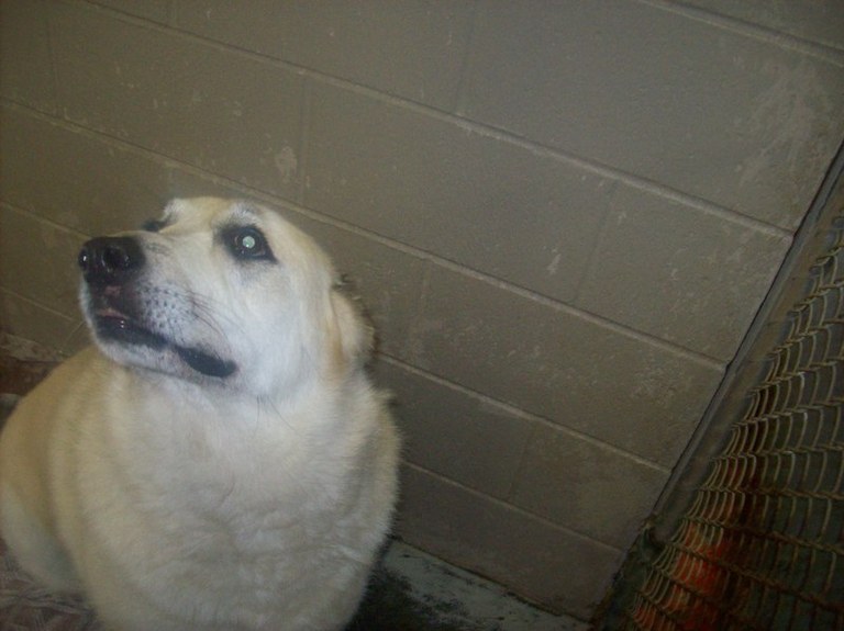 Other Photos of thie Dog