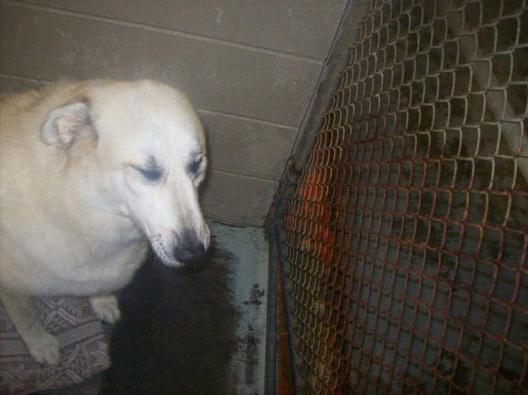 Other Photos of thie Dog