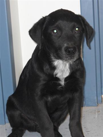 Other Photos of thie Dog