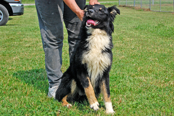 Other Photos of thie Dog