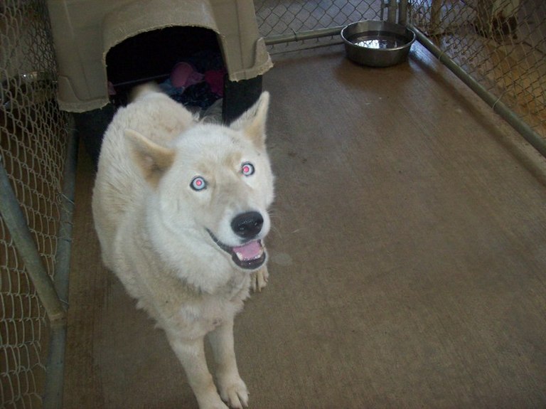 Other Photos of thie Dog