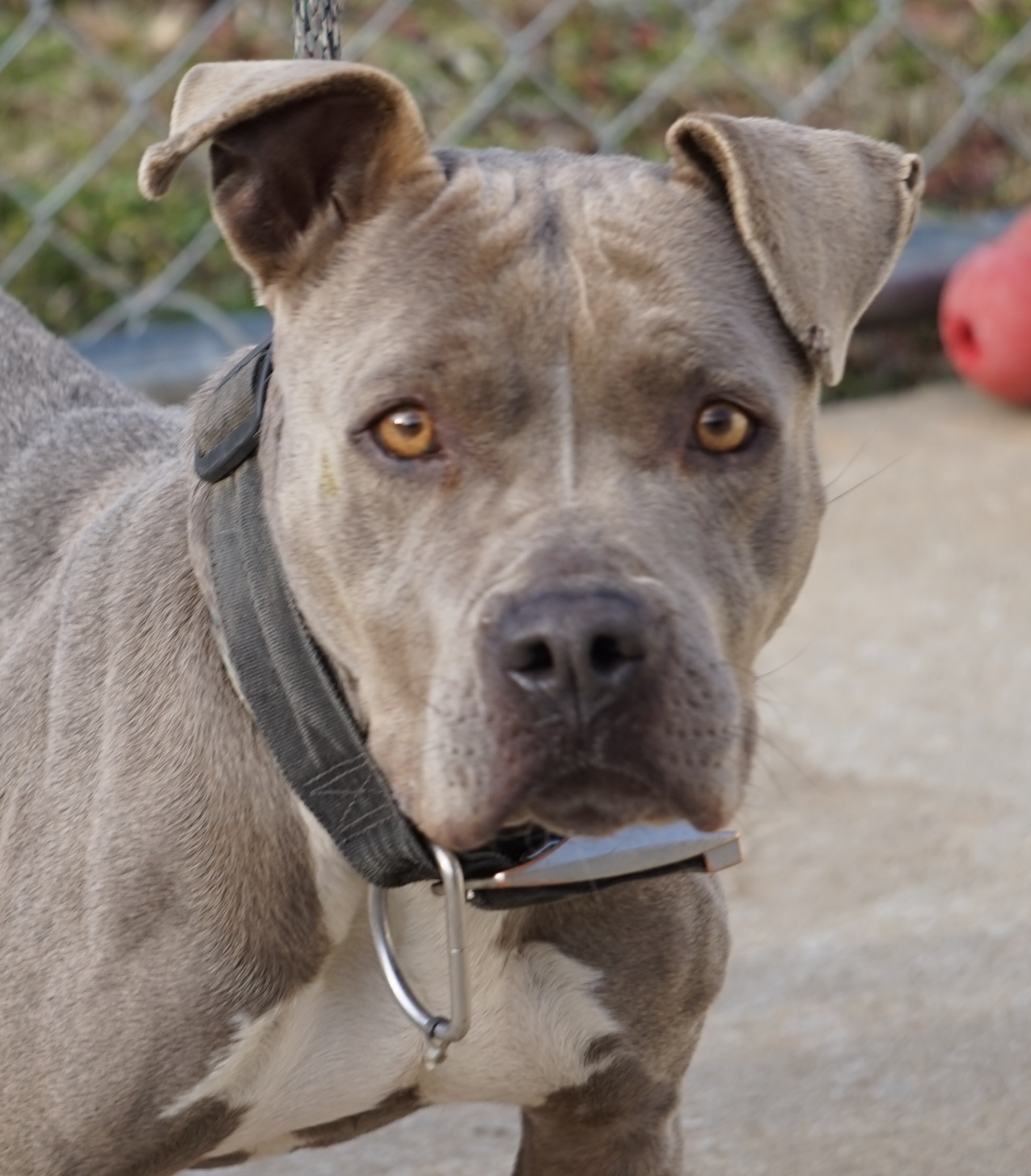 Other Photos of thie Dog