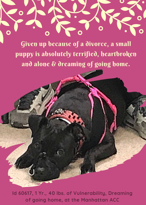 Other Photos of thie Dog