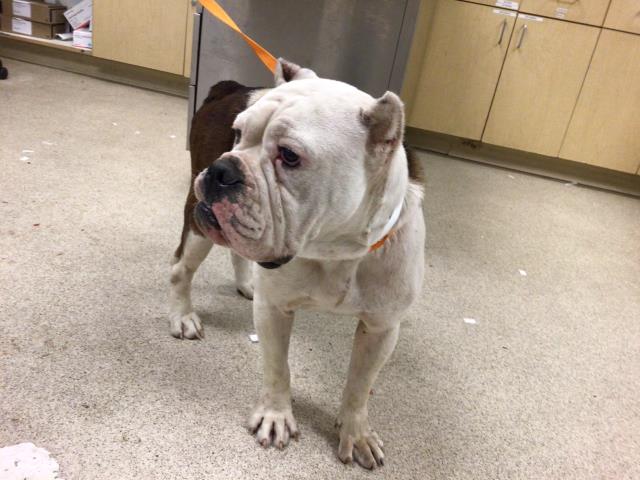 Main Photo of this Dog