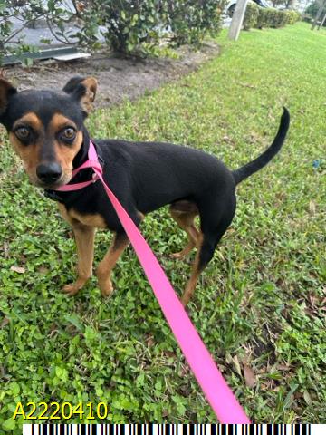 Main Photo of this Dog