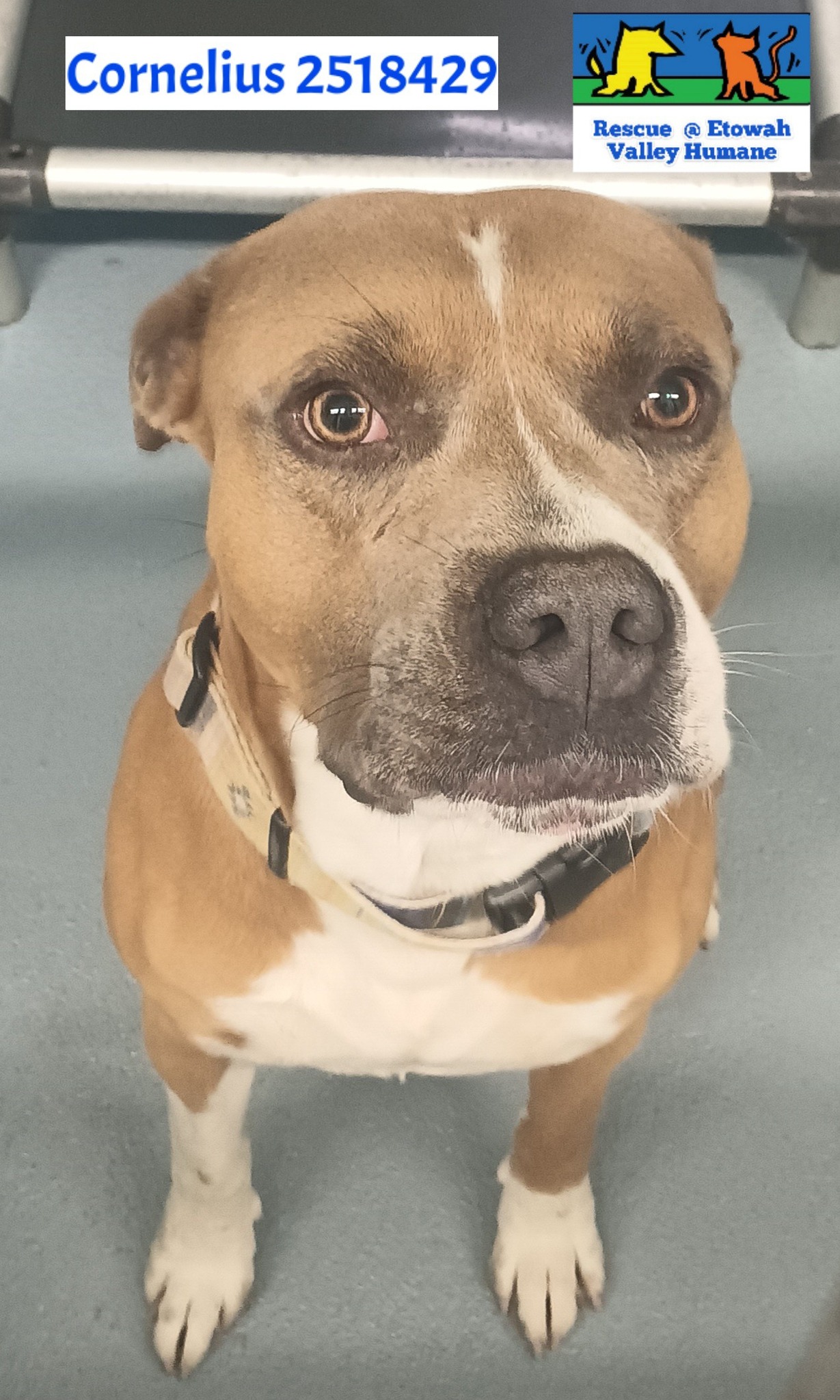 Main Photo of this Dog