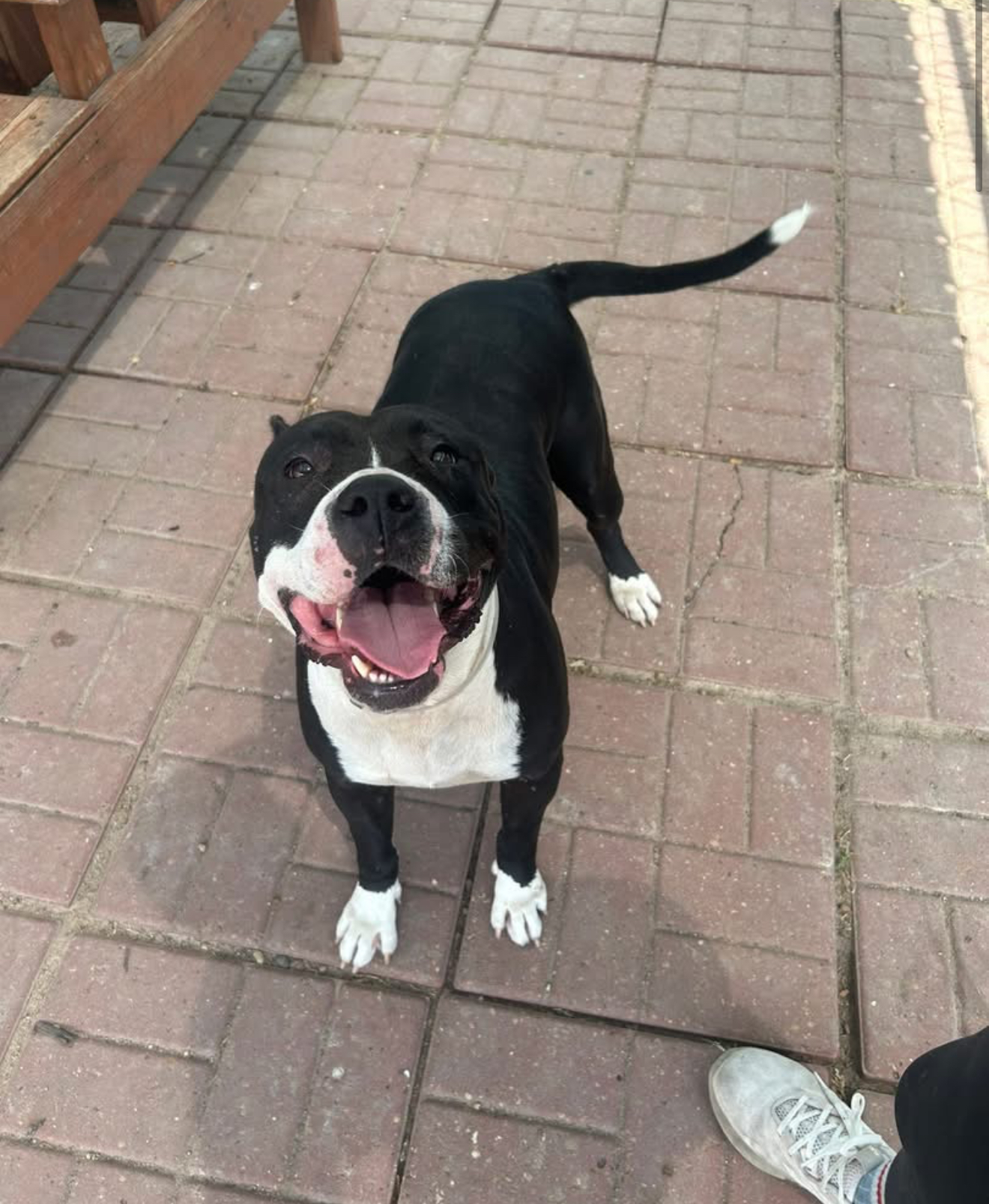 Other Photos of thie Dog
