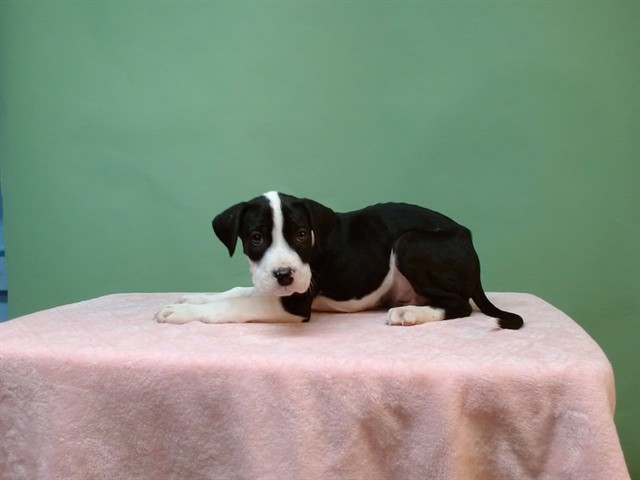 DogInDanger of Being Killed