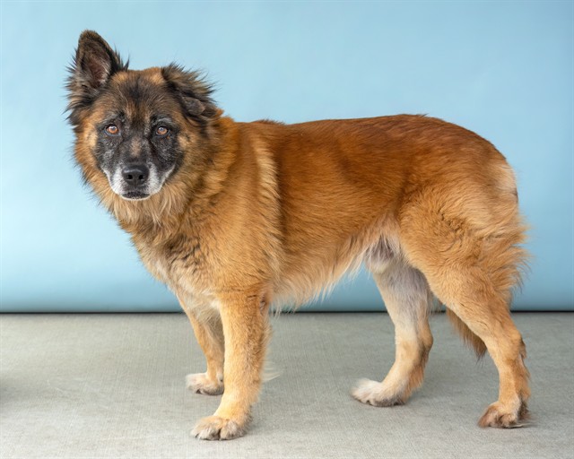 Rosco, a German Shepherd, available for adoption