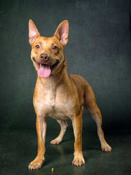 Jewels, a Terrier, available for adoption