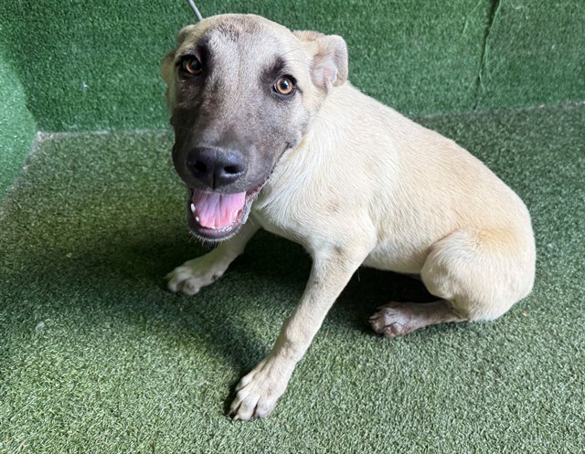 Indy, a German Shepherd, available for adoption