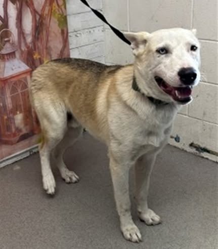 Milo, a German Shepherd, available for adoption