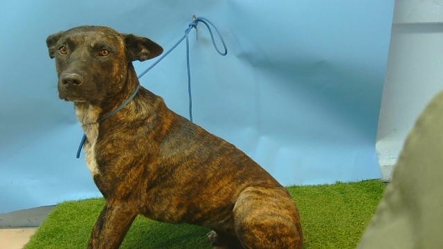 A5790298, a Pit Bull Terrier, available for adoption