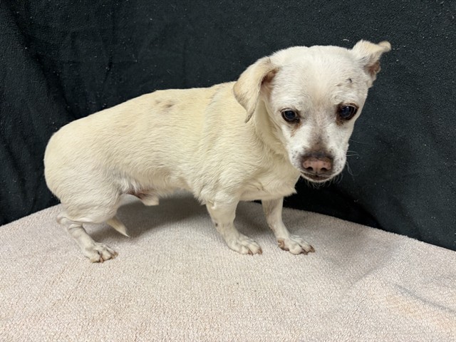 Louie, a Chihuahua, available for adoption