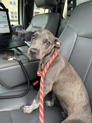 Bonnie, a Pit Bull Terrier, available for adoption