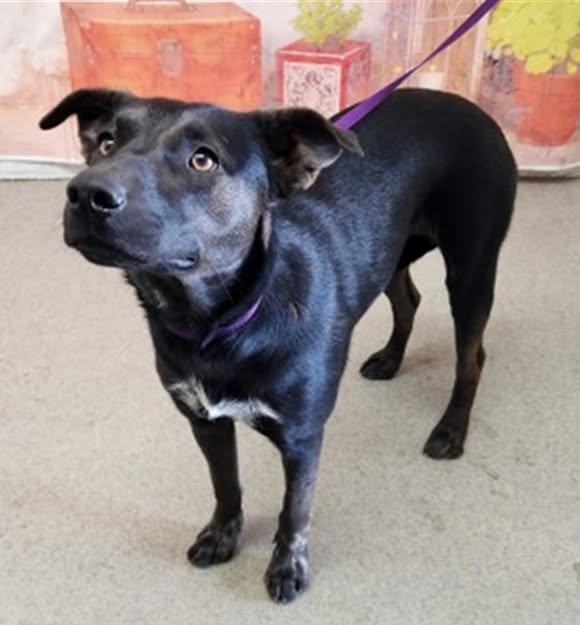Bella, a Pit Bull Terrier (mix breed), available for adoption