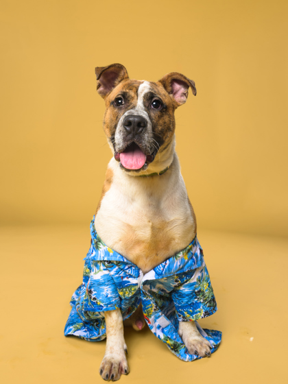 Splash, a American Staffordshire Terrier, available for adoption