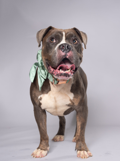 Martian, a American Bulldog, available for adoption