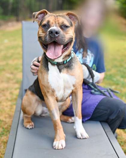 Paradox, a American Staffordshire Terrier (mix breed), available for adoption