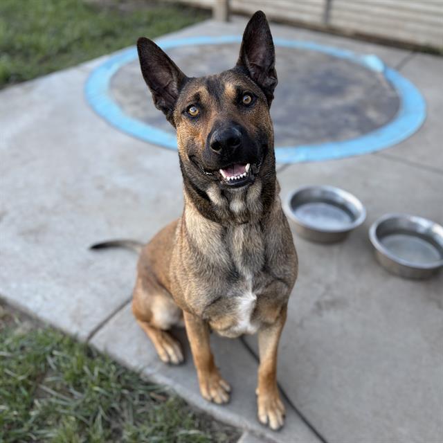 Dash, a German Shepherd, available for adoption