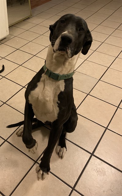 Luna, a Great Dane, available for adoption