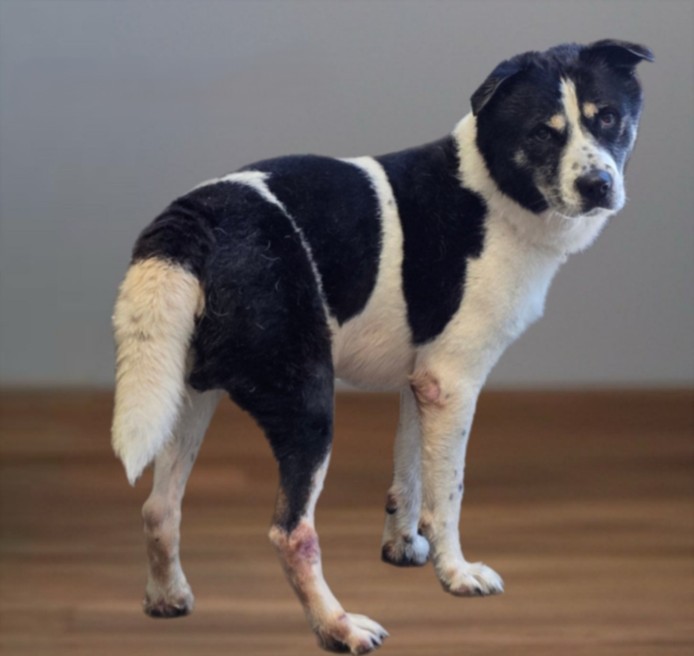 Cooper, a Husky (mix breed), available for adoption