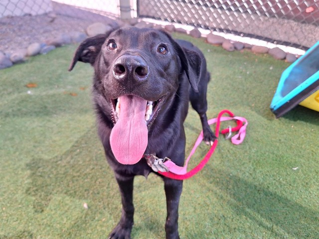 Indie, a Border Collie (mix breed), available for adoption