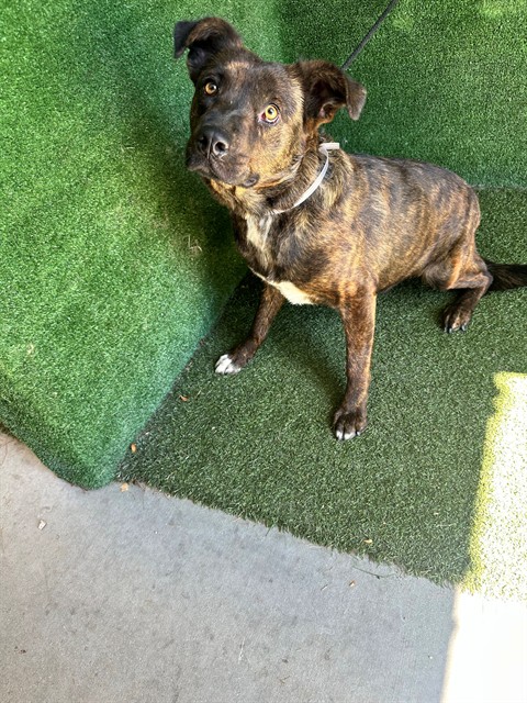 Sally, a Australian Cattle Dog/Blue Heeler, available for adoption