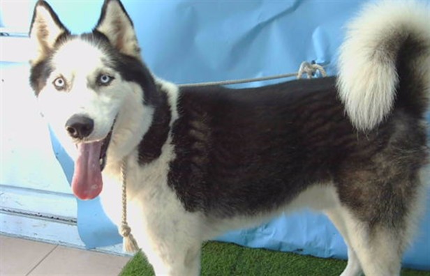 Goofy, a Siberian Husky, available for adoption