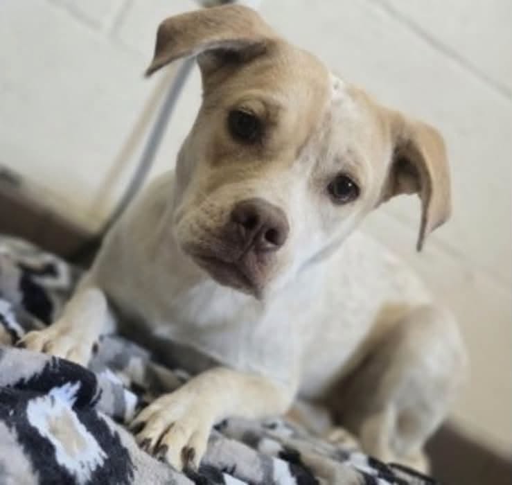 Talea, a Pit Bull Terrier (mix breed), available for adoption