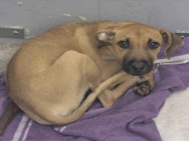 Gina, a Staffordshire Bull Terrier (mix breed), available for adoption