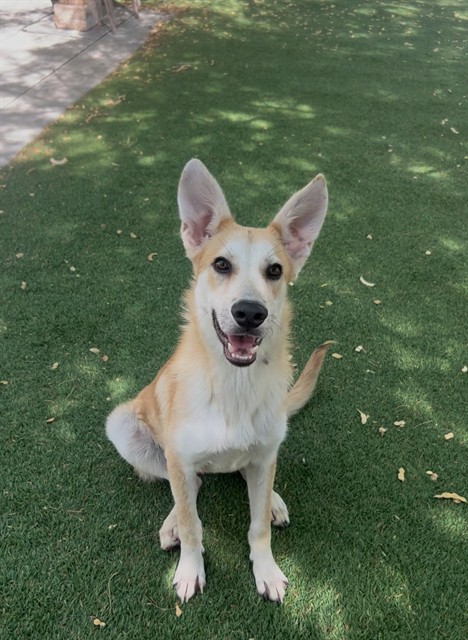 Ollie, a German Shepherd, available for adoption