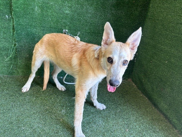 Adoptable pet photo