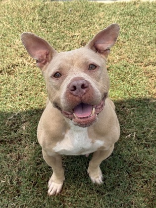 Adoptable pet photo