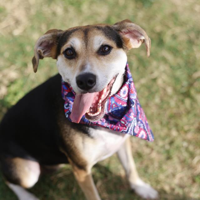Beagle (mix breed) available for adoption
