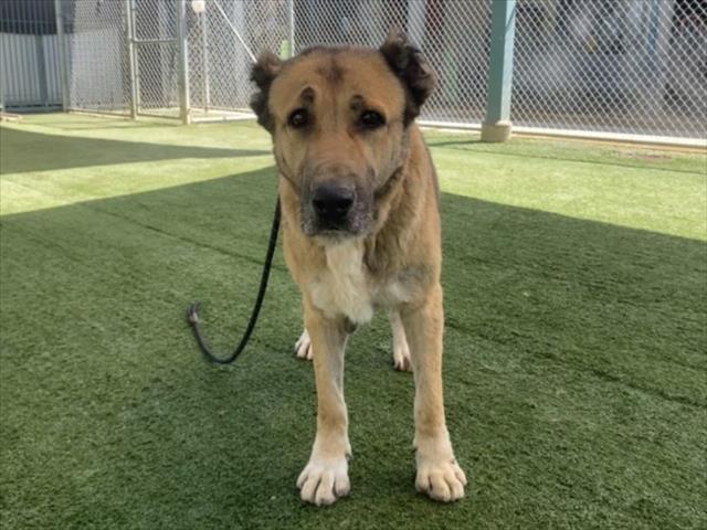 Adoptable pet photo