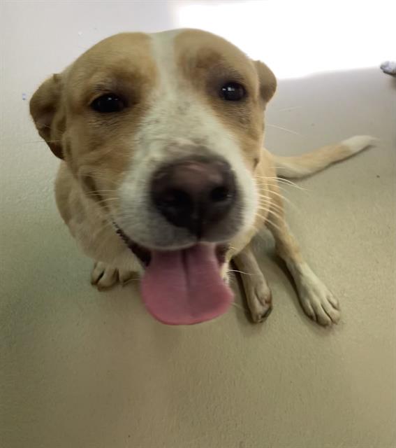 Adoptable pet photo