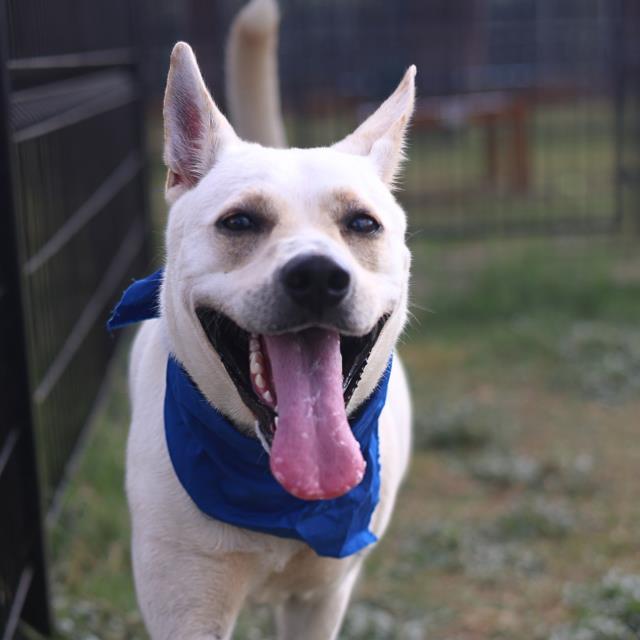 Adoptable pet photo