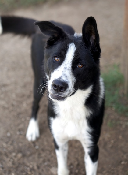 Adoptable pet photo