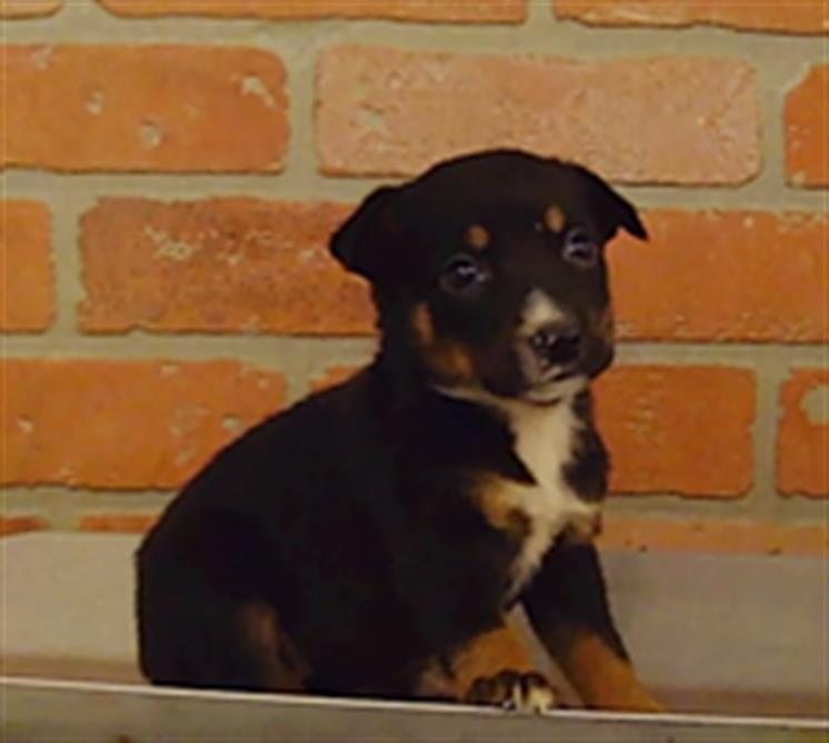 Adoptable pet photo