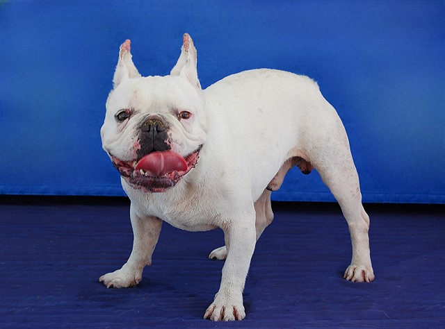 Jax, a French Bulldog, available for adoption