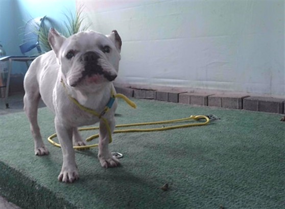 Adoptable pet photo