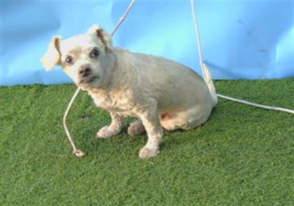 Adoptable pet photo