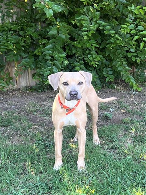 Adoptable pet photo