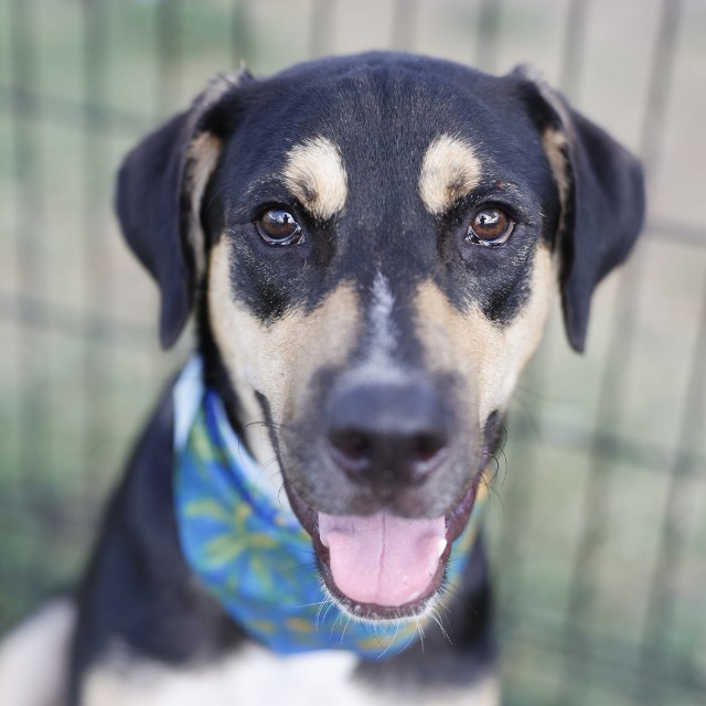 Adoptable pet photo
